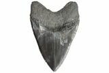Fossil Megalodon Tooth #92691-1